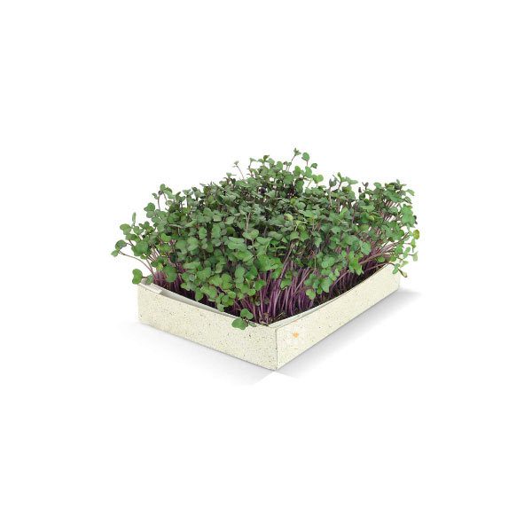 Calendrier de l'avent Microgreens