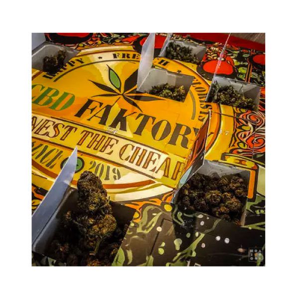 Calendrier de l'avent CBD Faktory (24g)