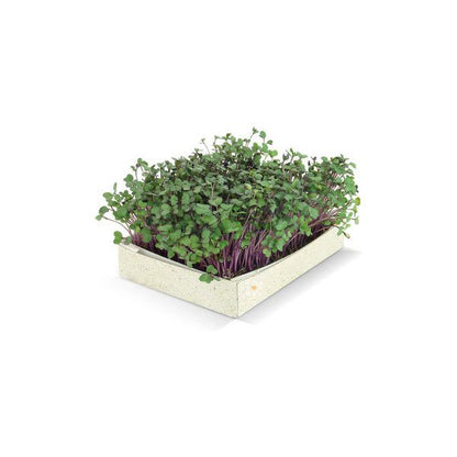 Calendrier de l'avent Microgreens